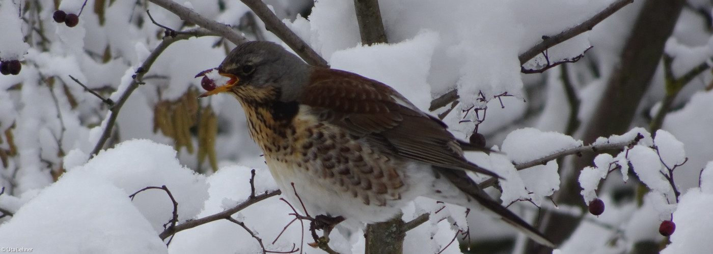 Vogel im Winter