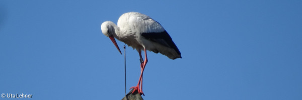 Ein Storch auf den Kirchendach