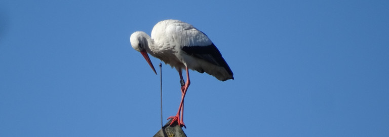 Ein Storch auf den Kirchendach